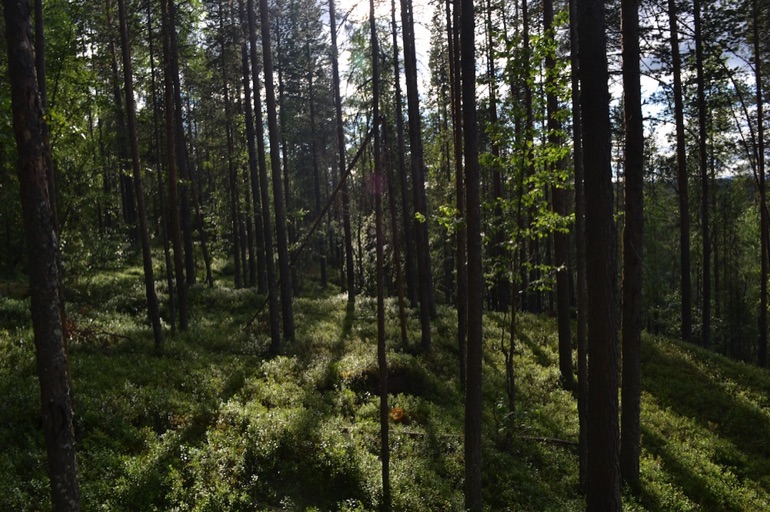 Finland forest